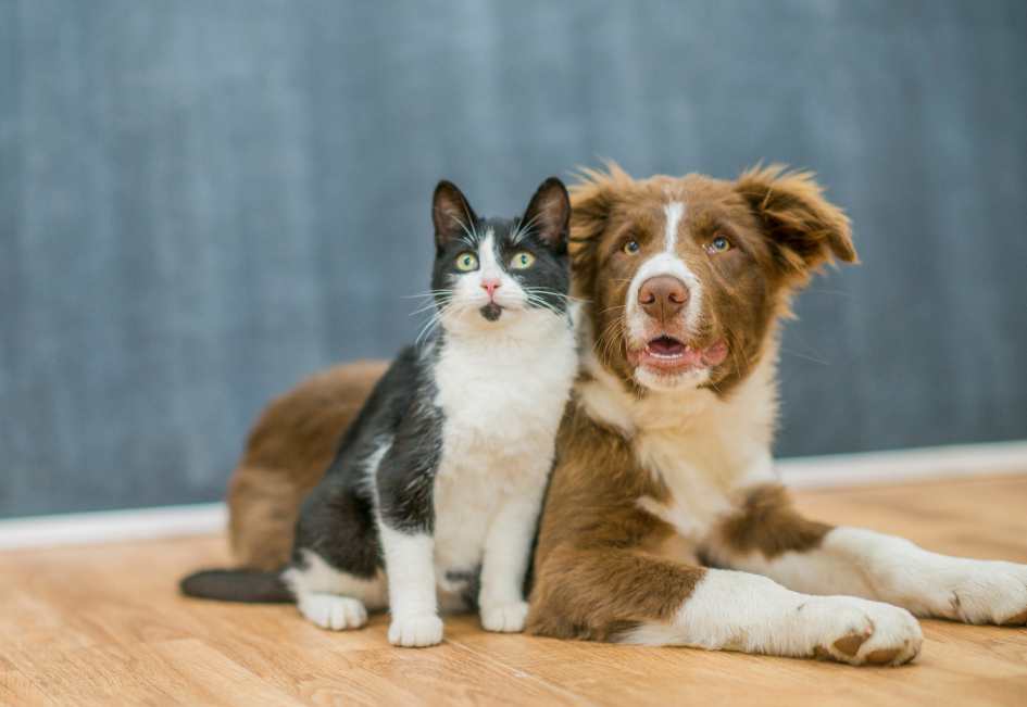 Quelle race de chien est incompatible avec les chats en appartement ?